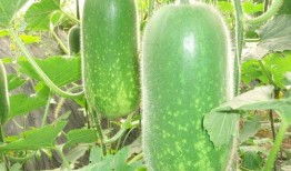 热门大瓜热心的朝阳爆料,朝阳爆料，明星隐私再掀波澜